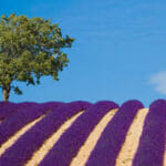 provence-frankrijk-lavendel