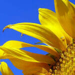 sunflowertwitterls