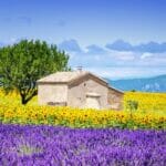 house yellow purple 800
