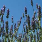 lavendel blue sky 1200