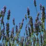 lavendel blue sky 560