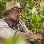 man in vineyard 2000