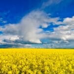 yellow blue landscape 800